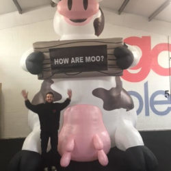 Giant Inflatable Cow with Promotional Sign