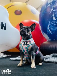 One Dog In Front Of Multiple Inflatables