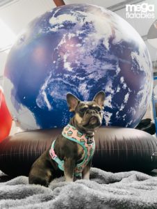 One Dog In Front Of An Inflatable Luna