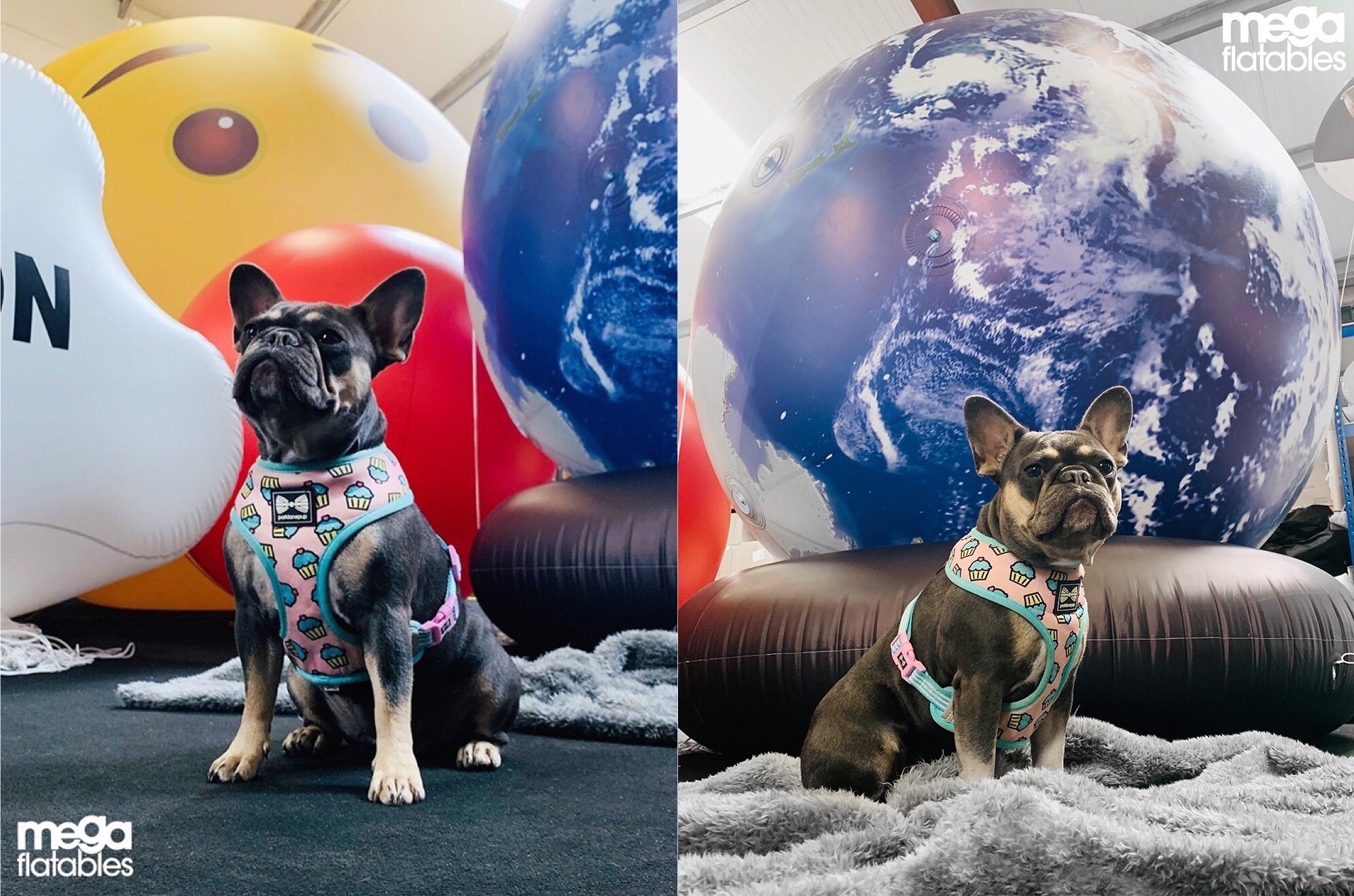 French Bulldog In Front Of Inflatable Luna