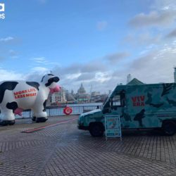 Giant Inflatable Cow